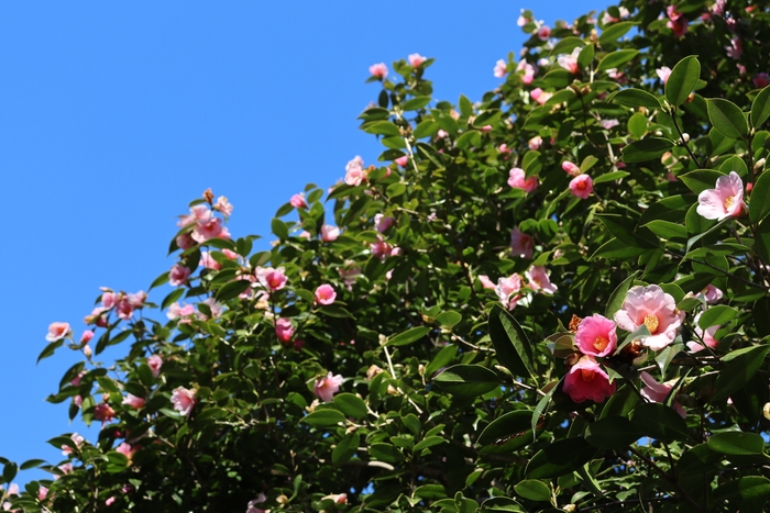 ツバキ‘太郎冠者(タロウカジャ）’（2023年２月28日撮影）