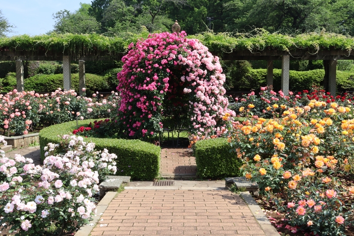 ばら園ガゼボの様子(令和4年撮影)