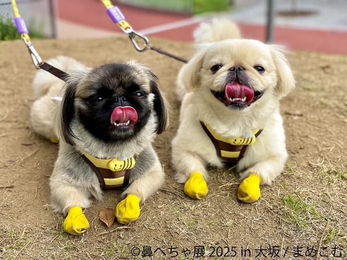 鼻ぺちゃ展 展示作品:まめこむ