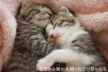 総来場者数50万人「ねこ休み展」が札幌に来たる！ 抜け毛アートや巨大絵馬、ねこベンチなど揃え9/14～開催