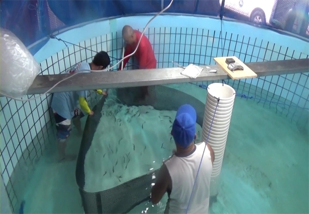 陸上水槽で人工孵化し育てられたキハダ稚魚。収穫されて海面生簀へ移される様子