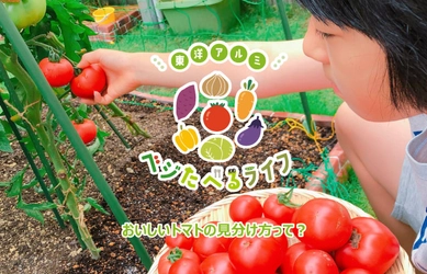 季節のお野菜にまつわるコンテンツ「ベジたべるライフ」にて トマトのコラムを公開。