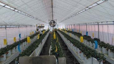 農事組合法人 島-苗が育つ様子