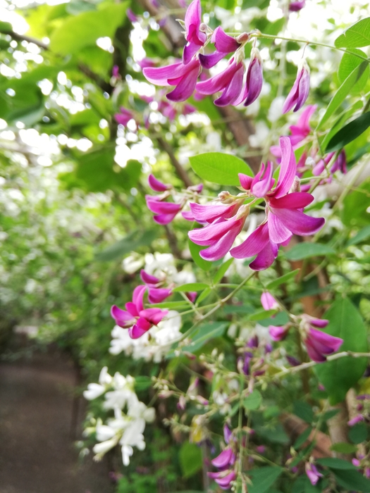 美しい萩の花々