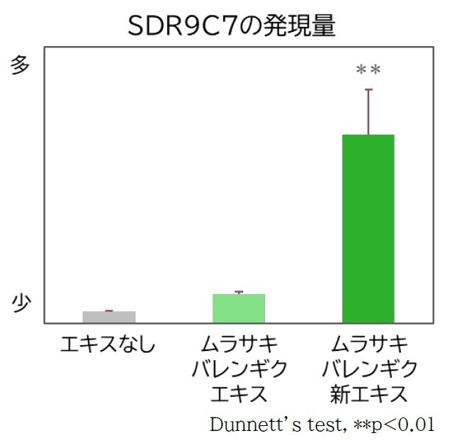 『ムラサキバレンギク新エキス』添加による「SDR9C7」遺伝子の発現量の変化