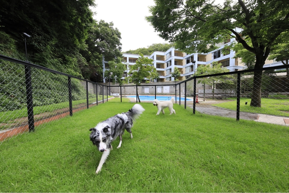 屋外ドッグラン