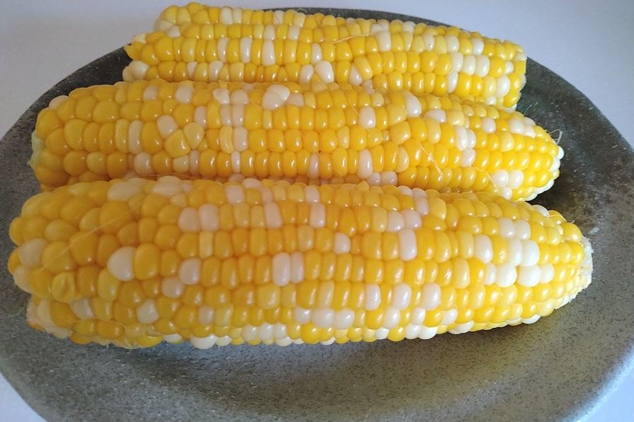 黄色と白色のバイカラースイートコーン!! 産地直送通販サイト「JAタウン」で徳島県産「甘々娘(かんかんむすめ)」の販売開始!