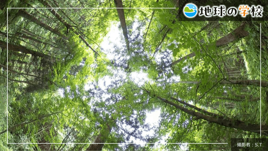地球の学校ブログ_森は「共に生きる」場所