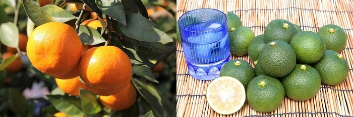 返礼品:「津久見みかん」と「かぼす」