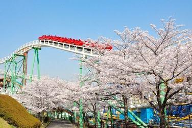 見ごろを迎える桜３００本 ひらパーと共演 アトラクションからの“お花見”は遊園地の醍醐味