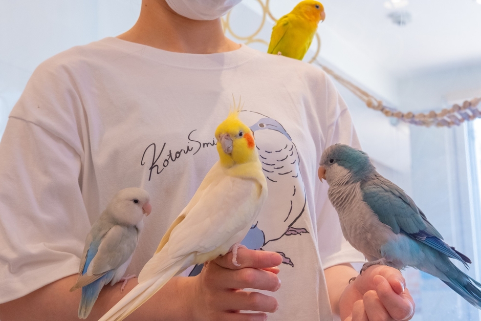 ふれあいスタッフの鳥さんたち♪