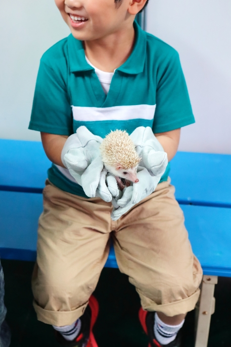 ハリネズミに触れてみよう