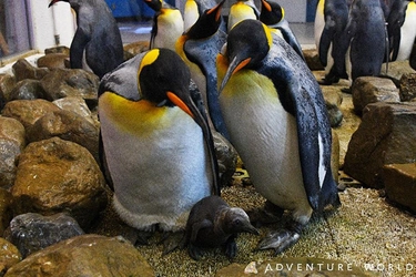 アドベンチャーワールド&#215;近畿大学　キングペンギンの人工授精に成功しました！