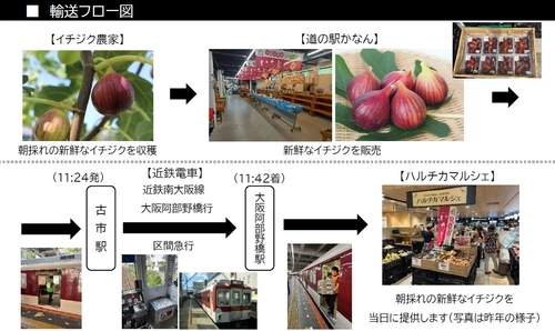 河南町の新鮮な朝採れイチジクを、ハルチカマルシェで今年も販売しまっせ！