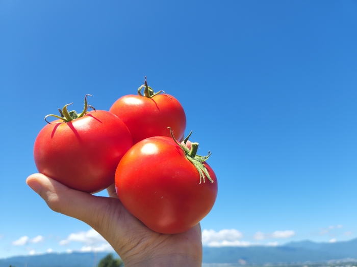 ナガノトマトオリジナルブランドトマト「愛果(まなか)」