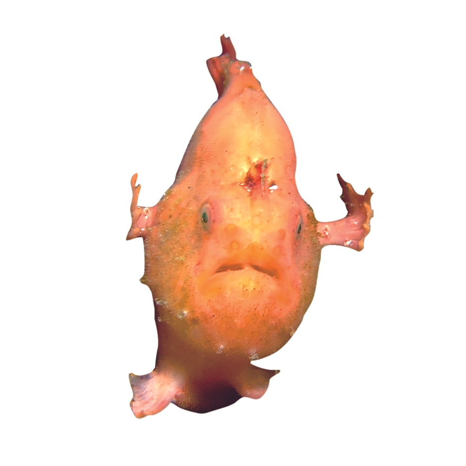 カエルアンコウ