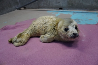 しながわ水族館生まれのゴマフアザラシ「しぶき」 1歳の誕生日イベント「祝☆しぶき1歳誕生日」を開催！