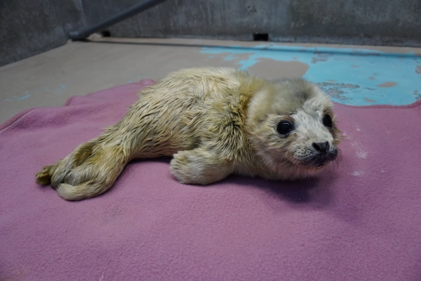 しながわ水族館生まれのゴマフアザラシ「しぶき」 1歳の誕生日イベント「祝☆しぶき1歳誕生日」を開催！