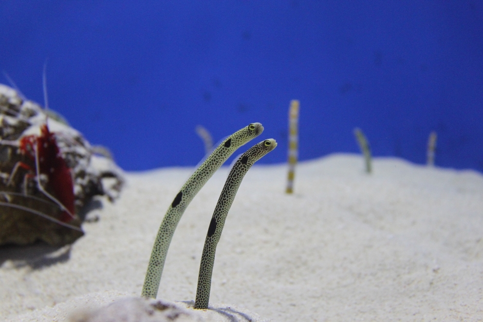 チンアナゴ ※画像はイメージです