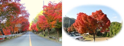 「紅葉のトンネル」（左）、「ハート型のもみじ」（右）