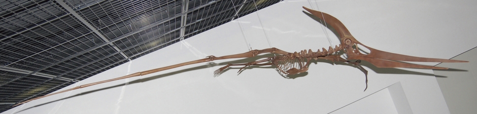 プテラノドン・ロンギセプス(後期白亜紀)