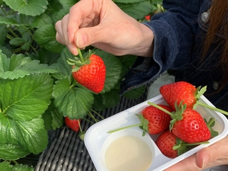 甘くてジューシーな"いちご"を満喫！日光で人気の　 「いちご狩り×グランピングBBQプラン」2025年版が登場！