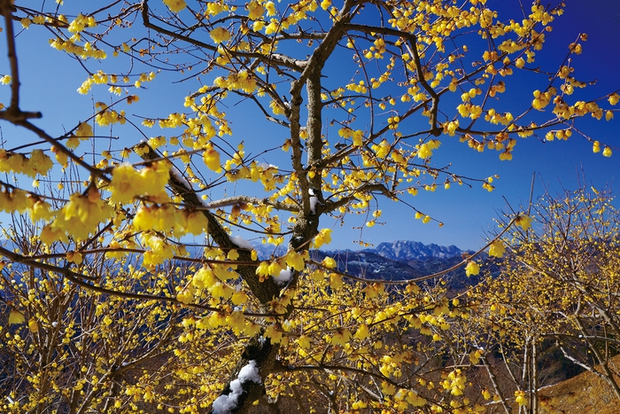 長瀞宝登山臘梅園イメージ1