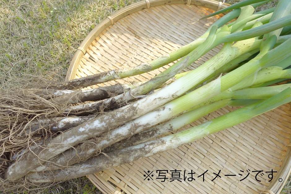 泥ねぎ詰め放題(3/20(金・祝)のみ)