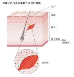 肌の弾力性を改善する成分「ナノテトラヒドロピペリン」新開発　毛穴の収縮を担う立毛筋の機能低下が肌の弾力性低下の一因であることを解明