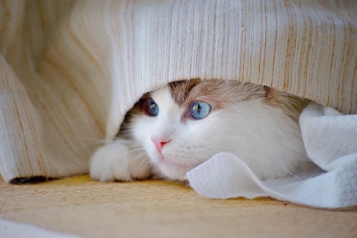 猫イメージ怖がり