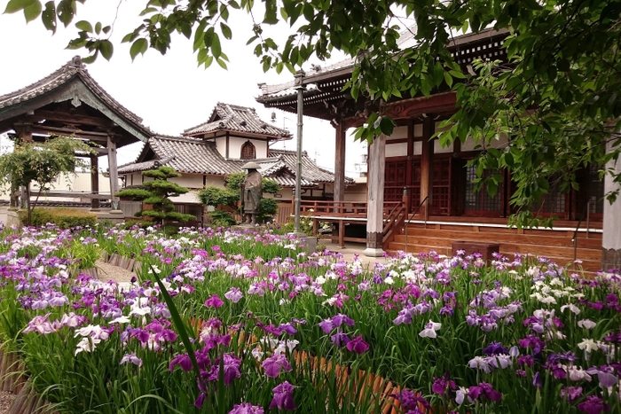 浄光寺・花菖蒲(6月)