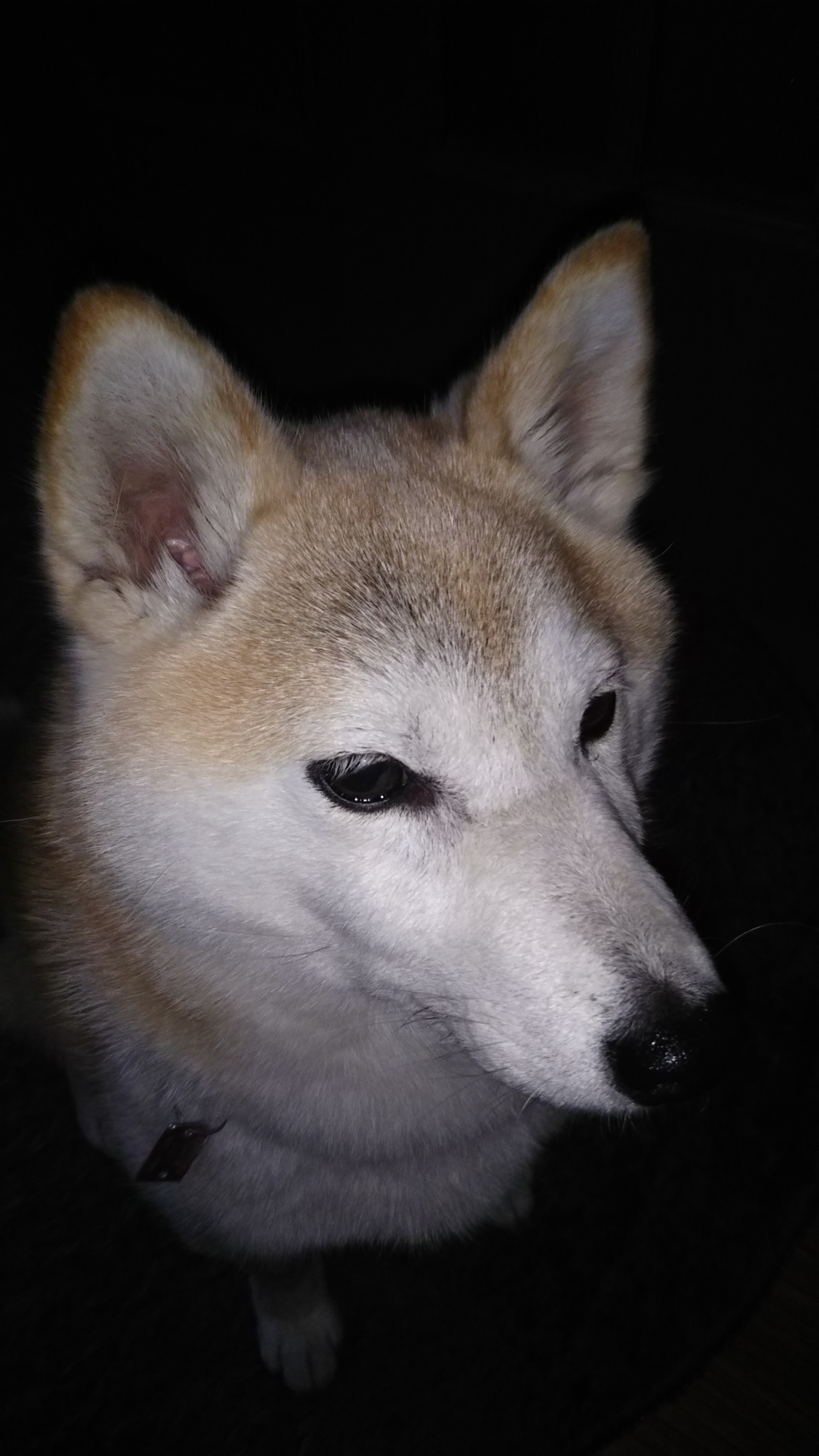 元気で瞳のきれいな子