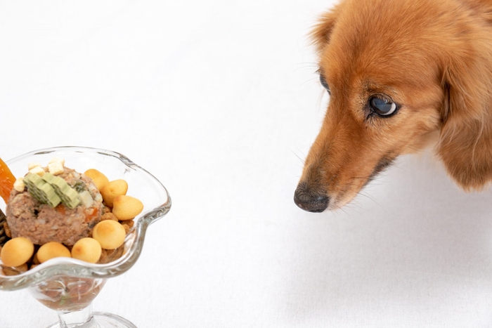 子犬が離乳食を食べ始めたタイミングで、トレーニングを始めましょう。