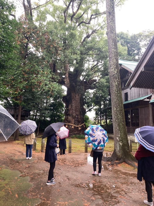 観光案内(河津来宮神社)