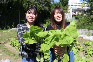 四天王寺大学×道明寺麦酒、「大阪しろな」を使った クラフトビール「大阪しろなエール」を11月3日・14日に限定販売