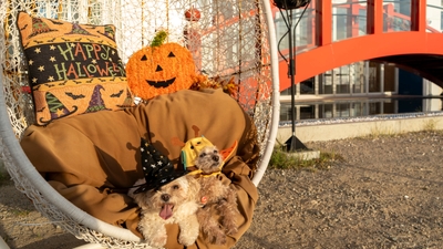 ▲『ハロウィン仮装わんキング!』イメージ