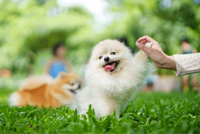 わんちゃんとの楽しいイベント