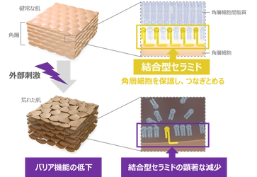 セラミド研究会学術集会で北海道大学と共同発表「乾燥肌と関わりの深い「結合型セラミド」の新たな可能性を発見」