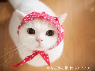 「ねこ休み展 秋」開催＆名古屋ギャラリーOPEN決定！ 初の秋開催は招き猫の日(9/29)より！秋だって猫まみれ空間