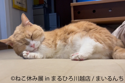 展示作品：まいるんち