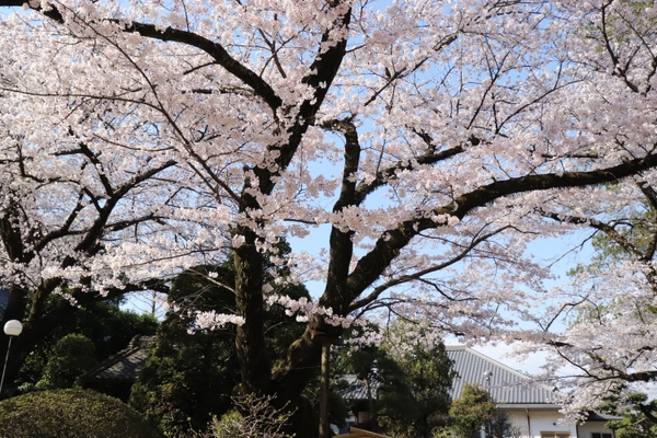 劫初の桜