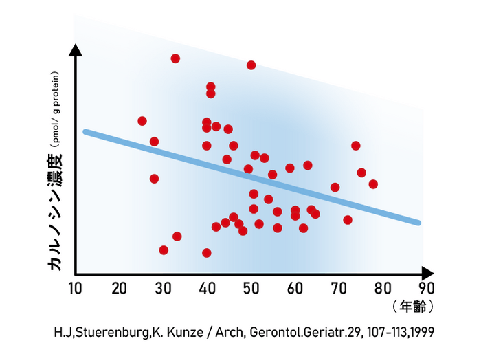 カルノシン濃度に関するグラフ