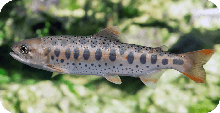 あまごについて