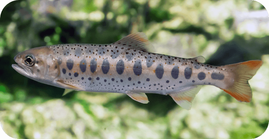 あまごについて