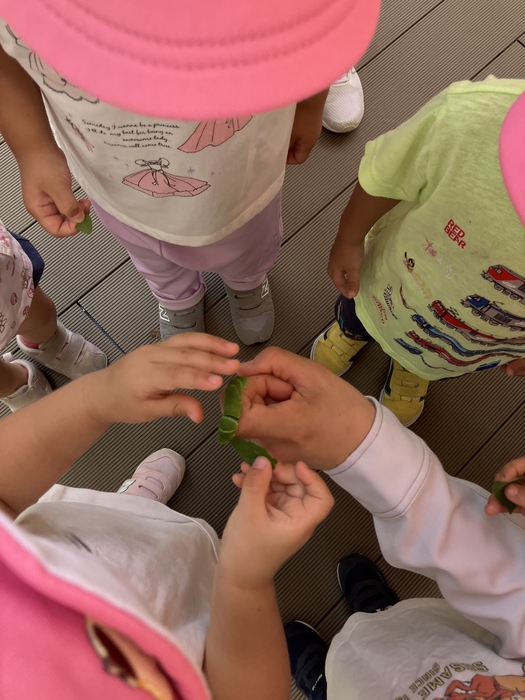 動いてる!レモンの木のあおむしをみんなで観察中