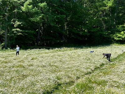 カモミール(2)