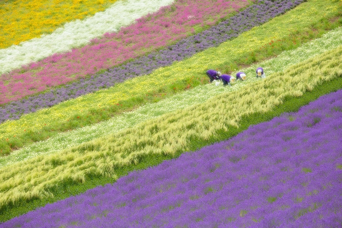 第6回海道撮影ポイントランキング年間グランプリ展 準グランプリ受賞作品 収穫/たか