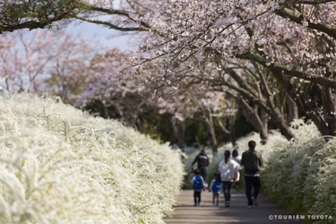 まもなく見頃到来！豊田市の桜の名所を紹介する 「とよたの桜特集2023」をホームページにて公開