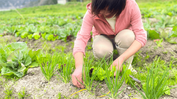 淡路島で栽培期間中農薬、化学肥料不使用の野菜を育てる農家さん