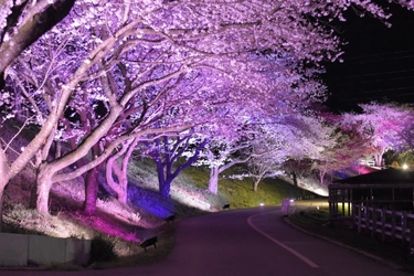 成田ゆめ牧場の桜、満開　 『ゆめの花あかり～焚き火と桜と菜の花と～』開催のお知らせ